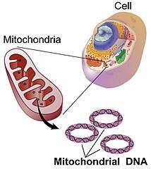 The mitochondria contain circular DNA, simply called mitochondrial DNA.