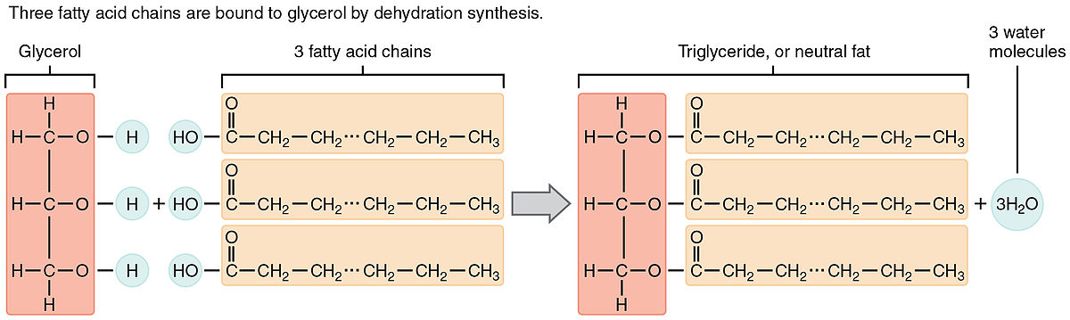 Three fatty acid chains are bound to glycerol by dehydration synthesis. The glycerol molecule forms a bond with three separate fatty acid chains. This process produces three water molecules and one newly formed triglyceride.