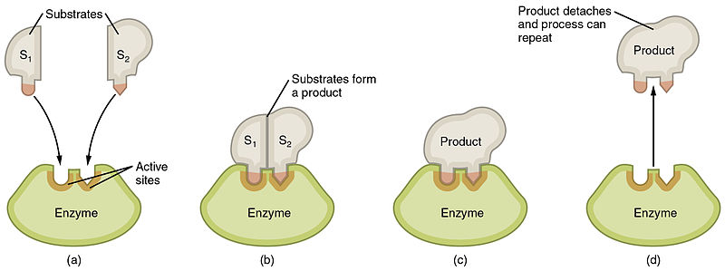 Substrates fit into the active site of an enzyme like a key into a lock.