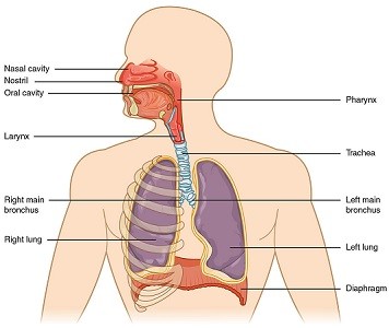 A diagram of the pharynx, larynx, trachea, bronchi, lungs, and diaphragm.