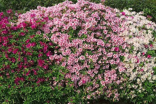 A bush with dark pink flowers, light pink flowers, and white flowers.