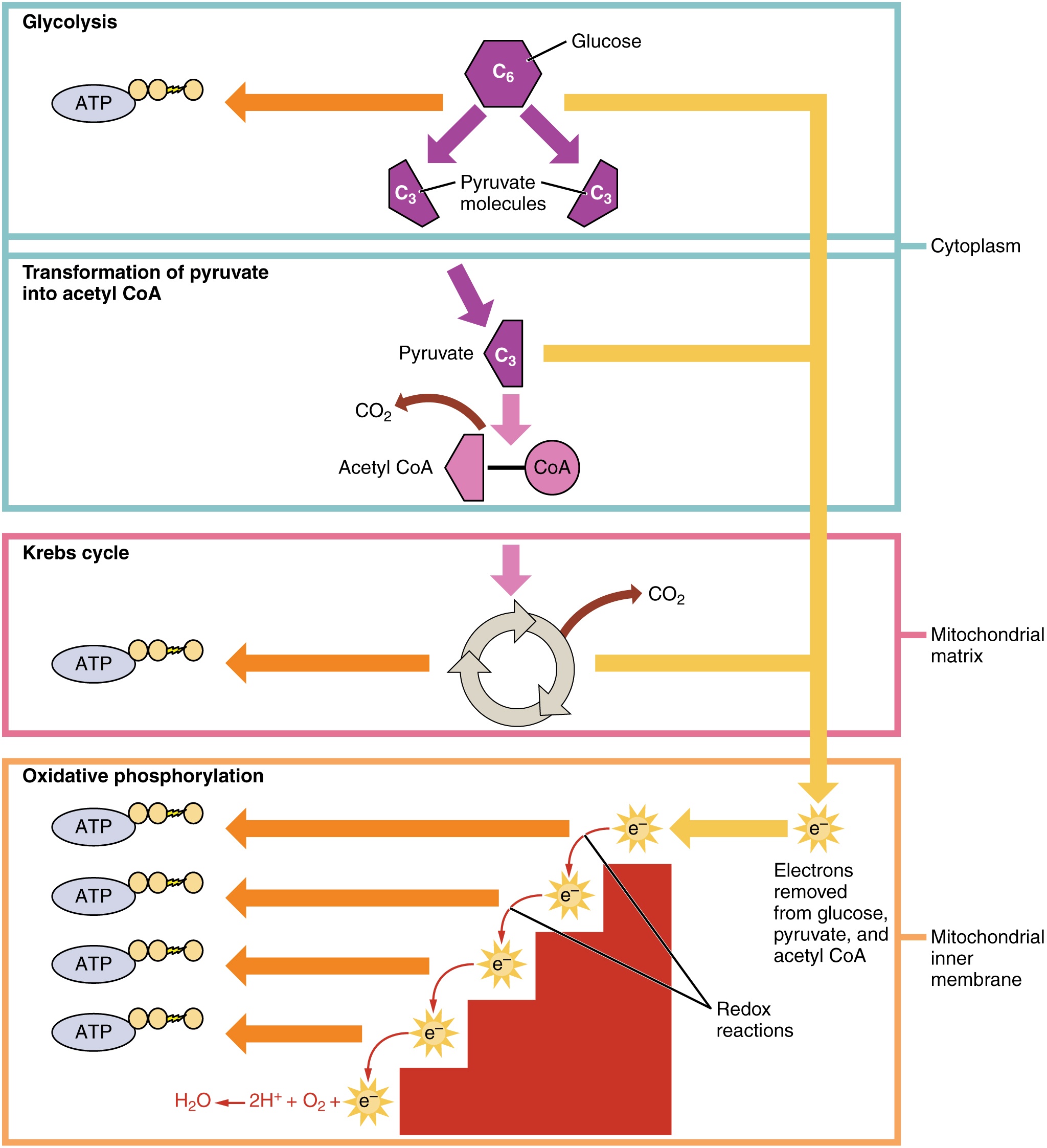 There are quite a few chemical reactions that take place in multiple steps during cellular respiration, but overall the idea is pretty simple.