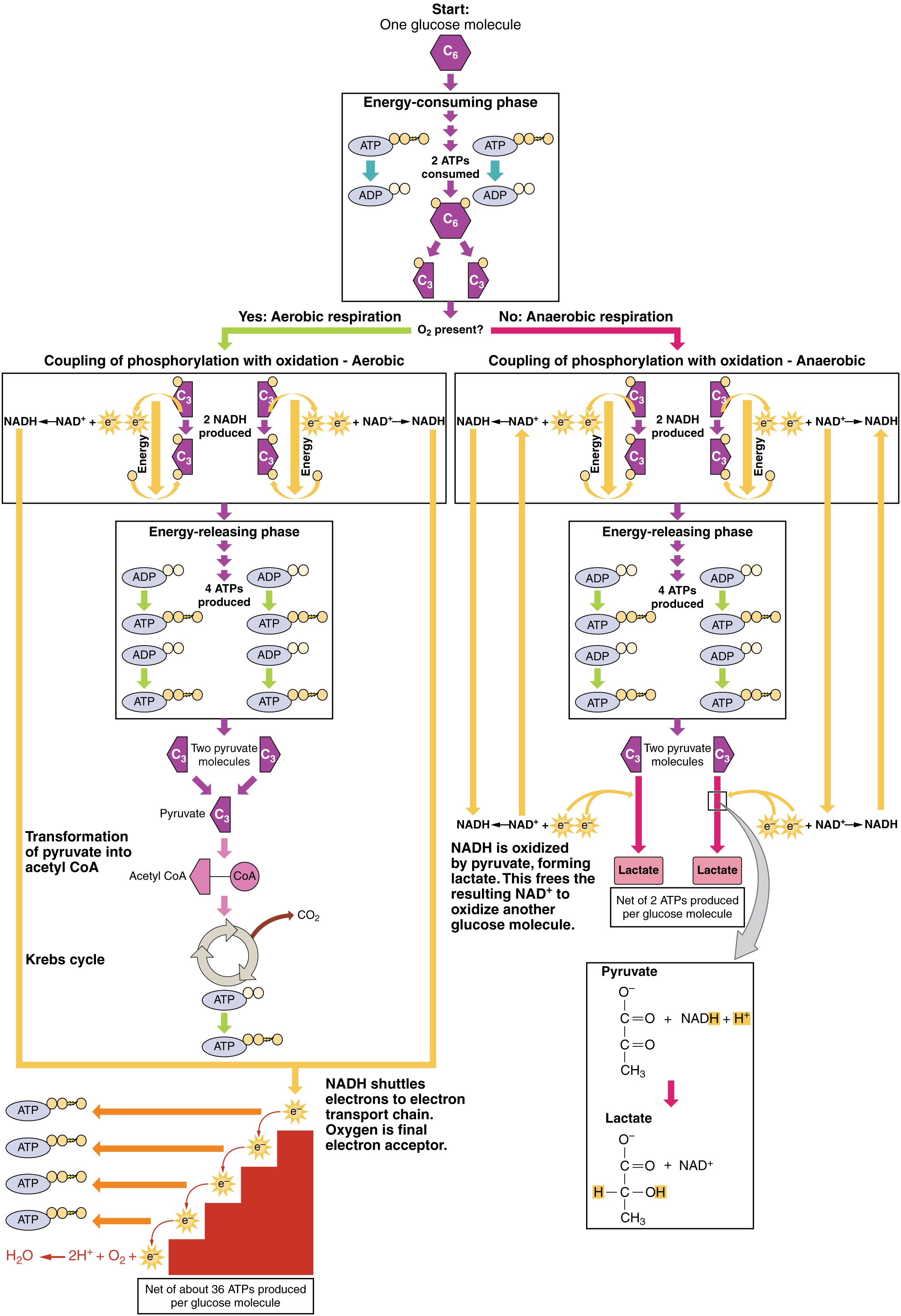 Depending on if there is oxygen present, cellular respiration will be either aerobic or anaerobic.