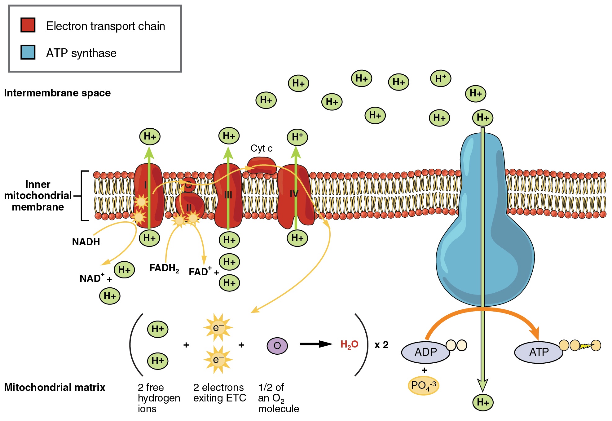Electron transport chain