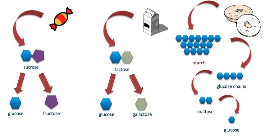 Candies contain sucrose, made of glucose and fructose. Milk contains lactose, which contains glucose and galactose. Finally, Baked goods contain starch, which is made of glucose chains. These glucose chains are made of maltose, which is a disaccharide of glucose.