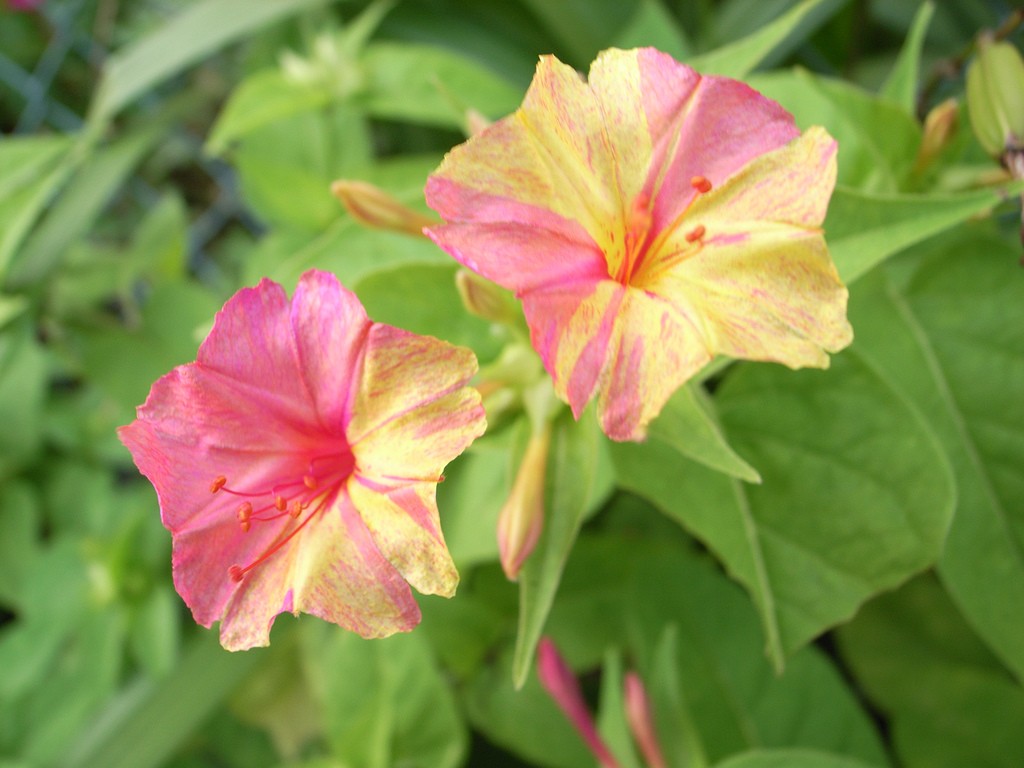 An image of two flowers that have striped sections of light pink and yellow.