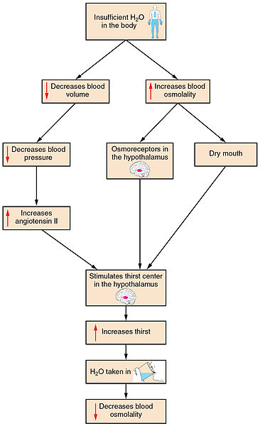 Insufficient water supply in the body causes a decrease in blood volume, blood pressure and stimulates the thirst center in the hypothalamus.