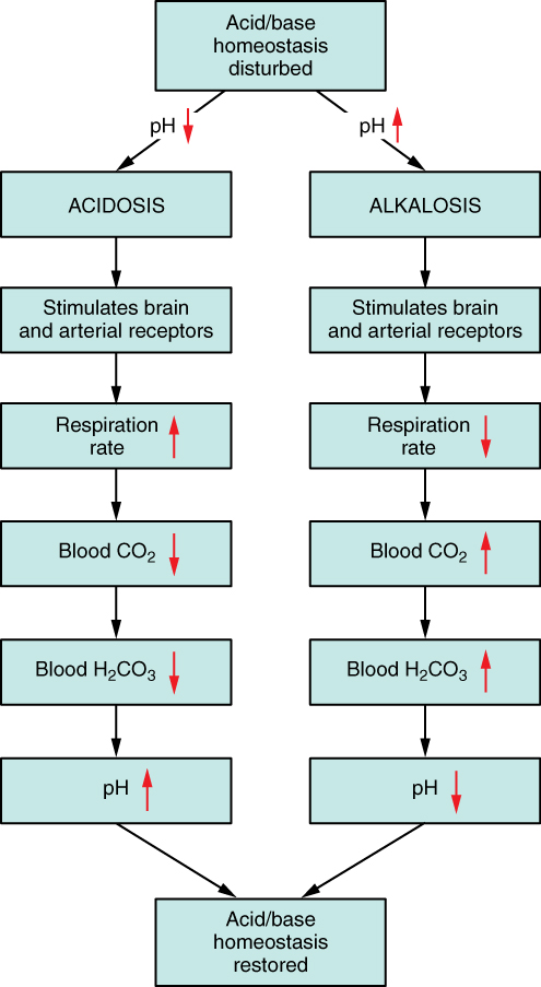 When blood pH is too low (acidic), it stimulates the brain and arterial receptors, increases the respiration rate, and decreases blood carbon dioxide and carbonic acid concentration. This increases the blood pH and restores homeostasis. On the other hand, if the blood pH is too high (basic), then the brain and arterial receptors are stimulated. Respiration rate decreases, while blood carbon dioxide and carbonic acid concentrations increase. The blood pH decreases and homeostasis is restored.