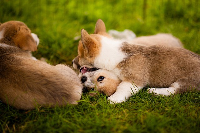 Three ferocious corgi puppies playing. 