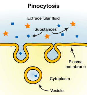 Image of pinocytosis (the ingestion of liquid into a cell).