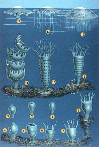 The life-cycle of a jelly fish, from larvae until adulthood.
