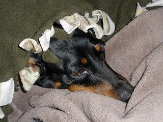 The image shows a dog bundled up in a green and beige blanket.