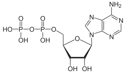 Molecule with two phosphate groups