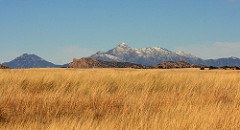A field of tall grass with little other vegetation.