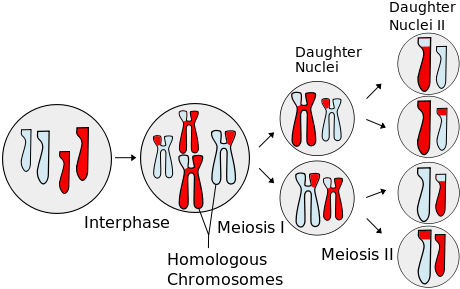 One cell divides into two daughter cells, which then divide again.