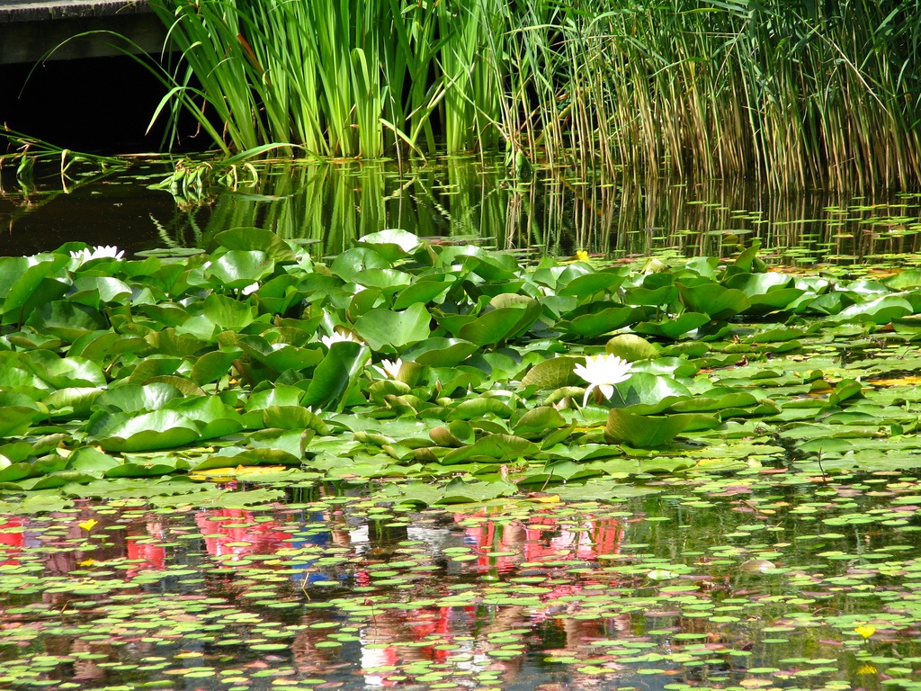 pond