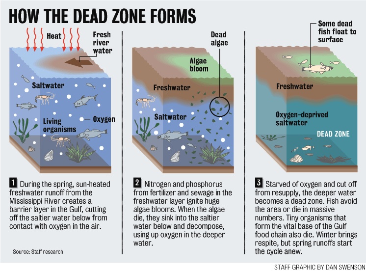 1. During the spring,  sun-heated freshwater runoff from the Mississippi River creates a barrier layer in the Gulf, cutting off the saltier water below from contact with oxygen in the air.  2. Nitrogen and phosphorus from fertilizer and sewage in the freshwater layer ignite huge algae blooms,  When the algae die, they sink into the saltier water below and decompose, using up oxygen in the deeper water. 3. Starved of oxygen and cut off from resupply, the deeper water becomes a dead zone.  Fish avoid the area or die in massive numbers.  Tiny organisms that form the vital base of the Gulf food chain also die.  Winter brings relief, but spring runoffs start the cycle anew. 