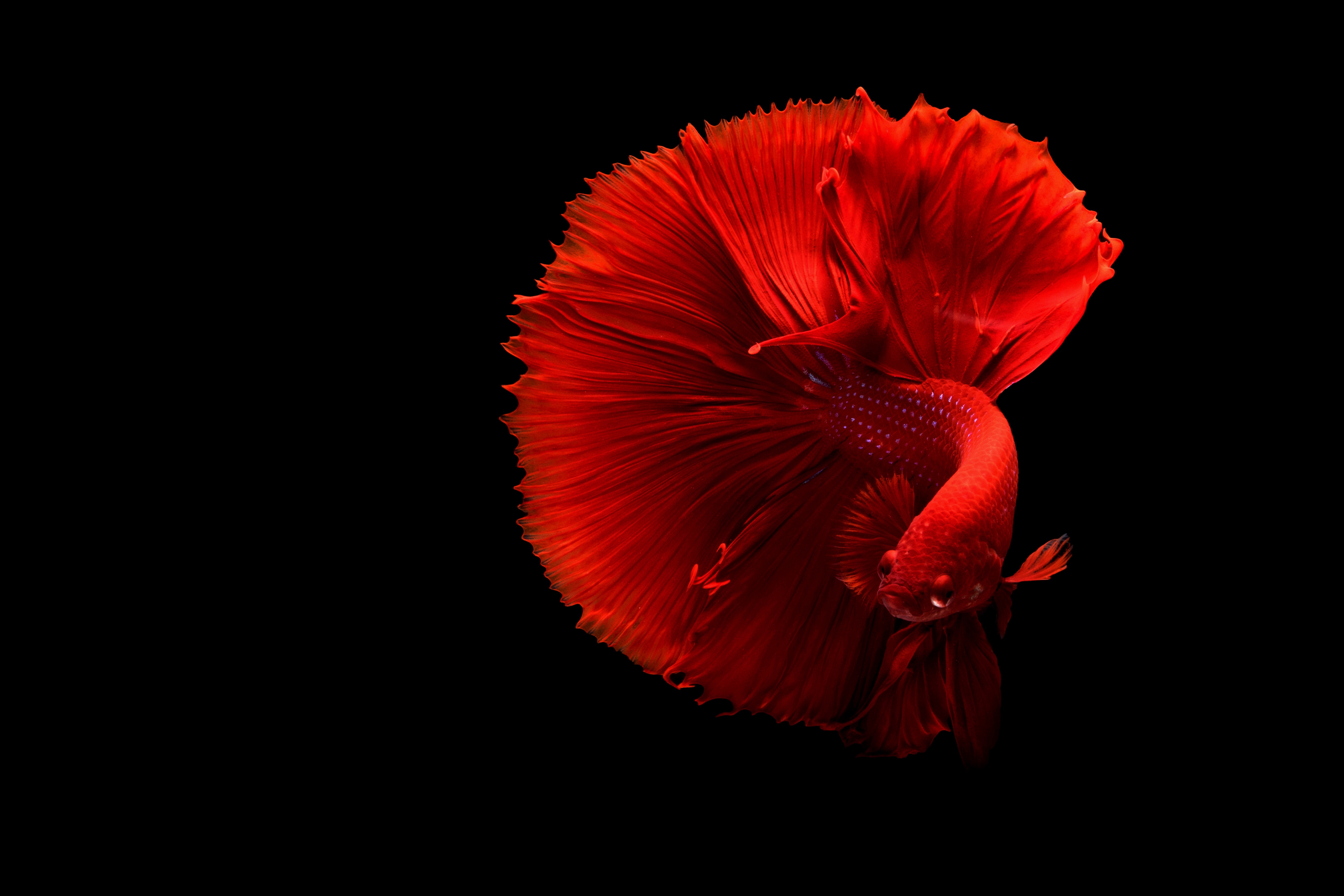 red beta fish