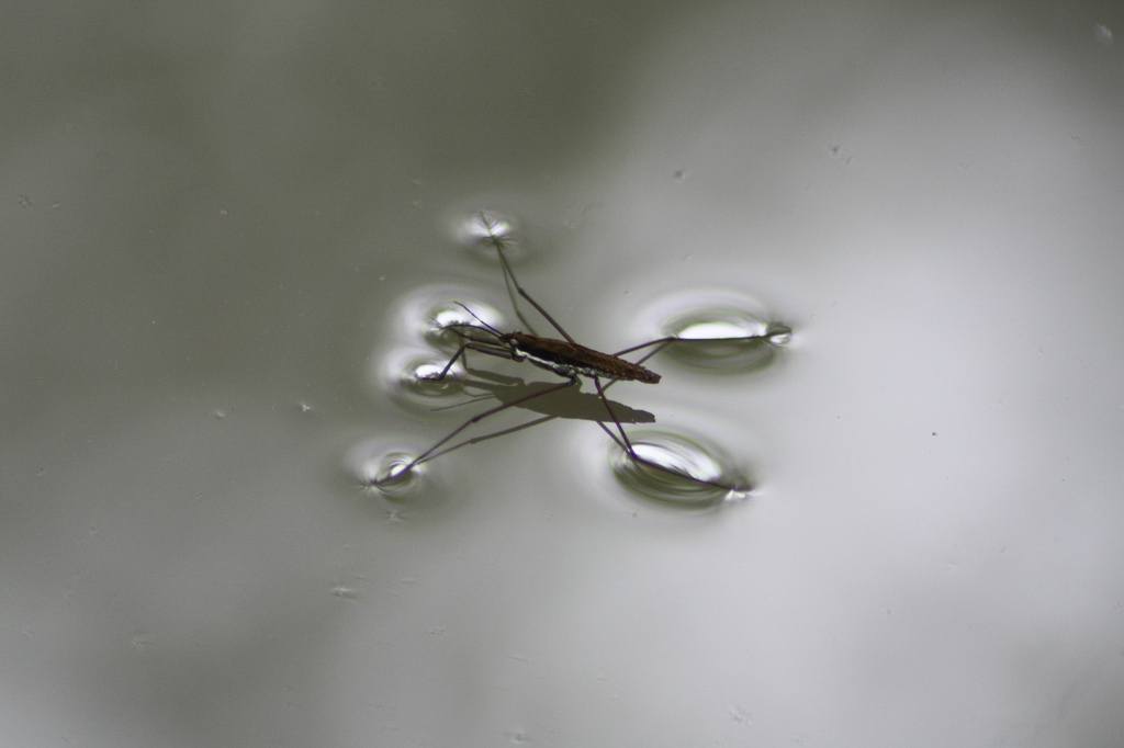 A water strider on the surface of a lake.