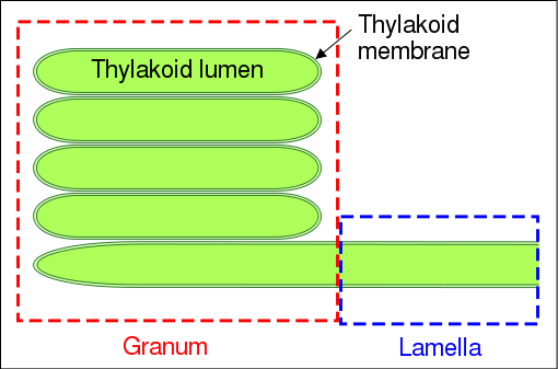 Diagram of a granum