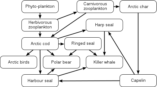 An arctic food web. The hard seal feeds on arctic cod and capelin, and is eaten by killer whales. Arctic cod feed on herbivorous zooplankton and is eaten by polar bears and arctic birds. Killer whales feed on harp seals, ringed seals, and harbour seals.