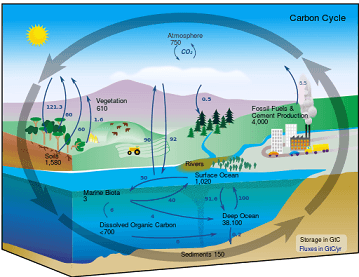 The carbon cycle is shown. Fossil fuels add carbon dioxide to the atmosphere.