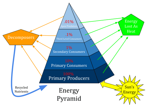 This is a diagram of an energy pyramid. The sun provides energy for the bottom level, which consists of primary producers. The next level is primary consumers. Above that is secondary consumers. The next level is third level consumers. At the top of the pyramid is apex predators. Each level receives 10% of the energy from the previous level. That means apex predators receive .01% of the primary producer's energy. Most of this energy is lost as heat. Decomposers are listed off to the side of the pyramid. They recycle nutrients back to the primary producers.
