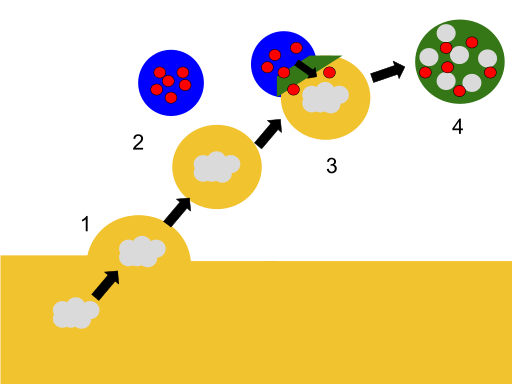 Diagram of lysosome fusing with food vacuole to digest its contents.