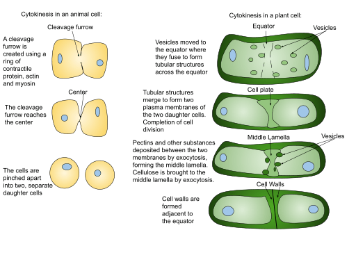 Telophase Definition Diagrams Expii