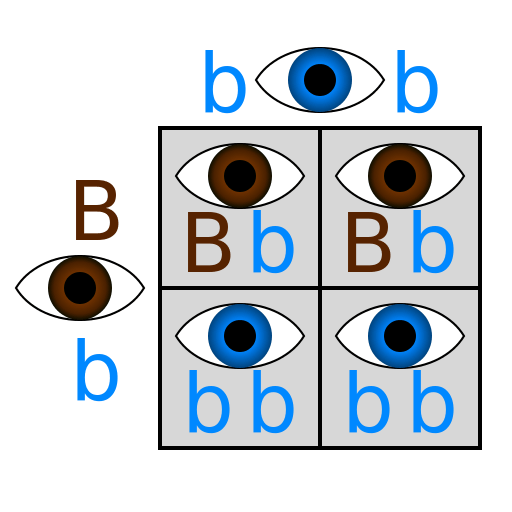 This is a Punnett square showing a cross between a heterozygous individual and a homozygous recessive individual.