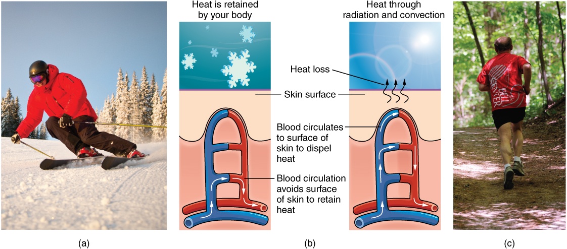 When it's cold out, heat is retained by your body. When it's warm, you lose heat through conduction and radiation.