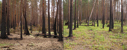To the left is a picture of a forest right after a forest fire. There are brunt trunks and a few, spots of grass. To the right is on year later. The trunks are still burnt, but shrubs and grasses are spread across the ground.