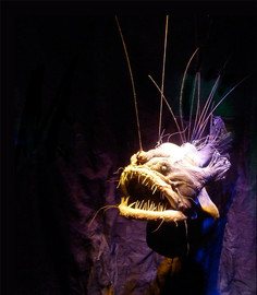 An angler fish
