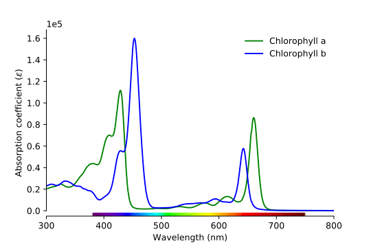 Chlorophyll's absorbance of different wavelengths of light