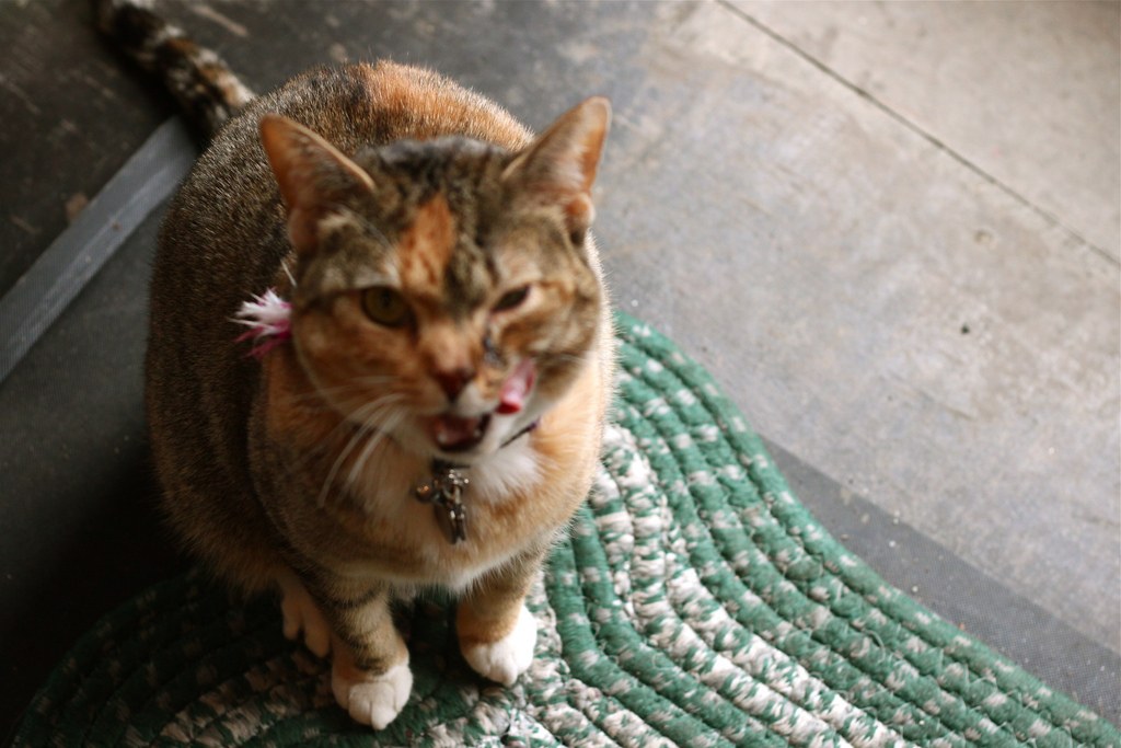 A silly cat licking its lips. 