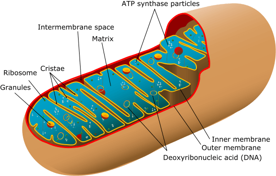 A diagram showing the internal structure of a mitochondrion