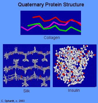 Three quaternary structures: collagen as three intertwined red, magenta and green strands; silk as stacked sheets of fibers; insulin as a compact cluster of white spheres with red and yellow atoms.
