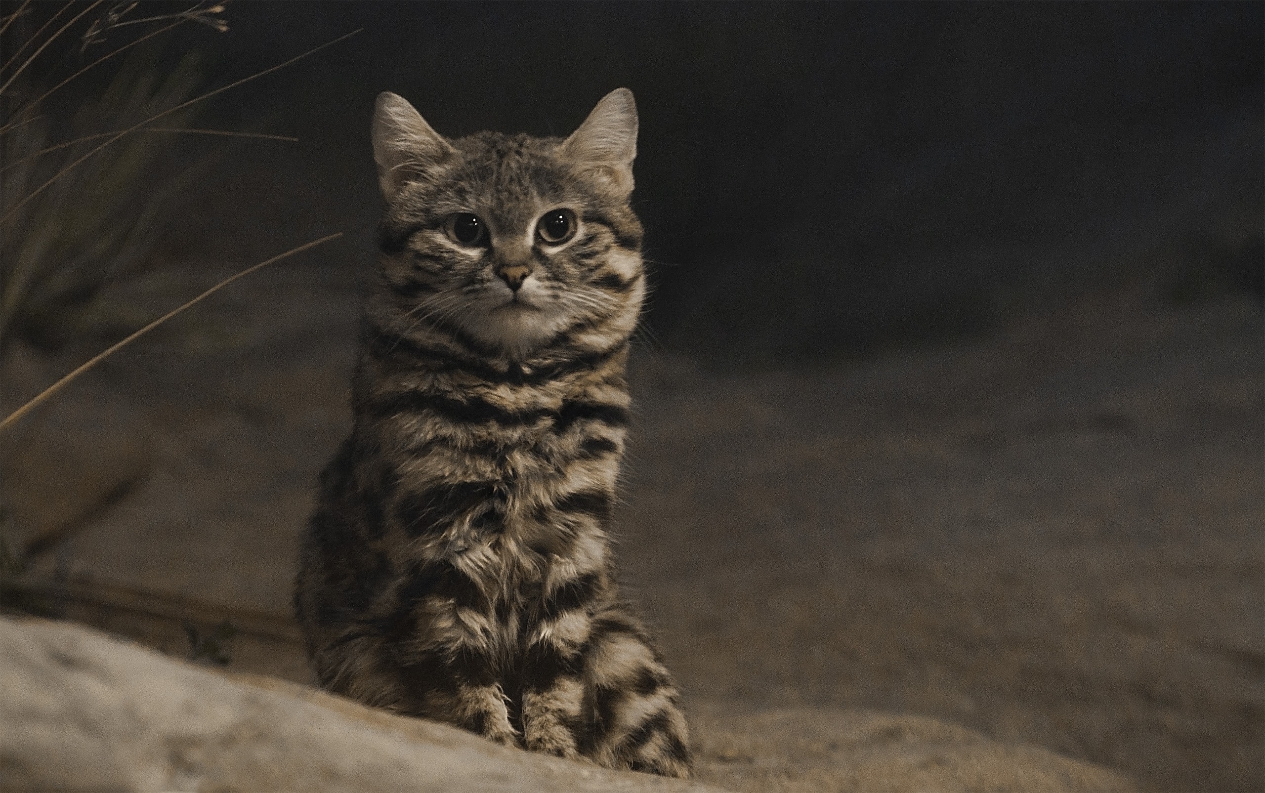 A small, ferocious, black-footed cat.