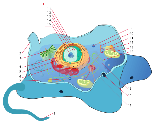 Numbered diagram of an animal cell