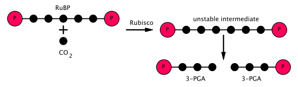 Schematic representation of a step of the Calvin cycle.