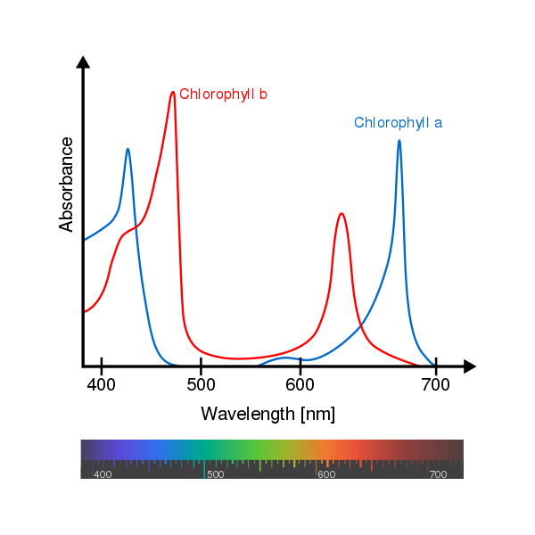 Chlorophyll absorbance spectrum