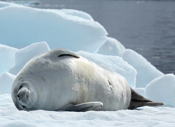 A crabeater seal