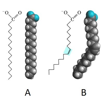 Two phospholipids are shown. The one labeled A is a straight chain, but the one labeled B has a kink in it.