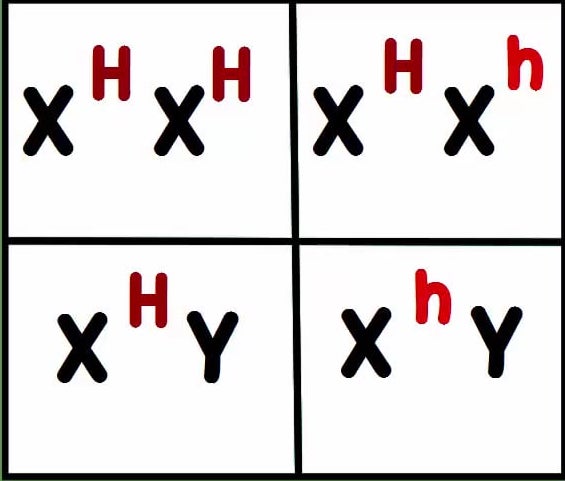 A punnett square showing just  the possible offspring. The offspring are X uppercase H and X uppercase H, X uppercase H and X lowercase h, X uppercase H and Y, and X lowercase h and Y.