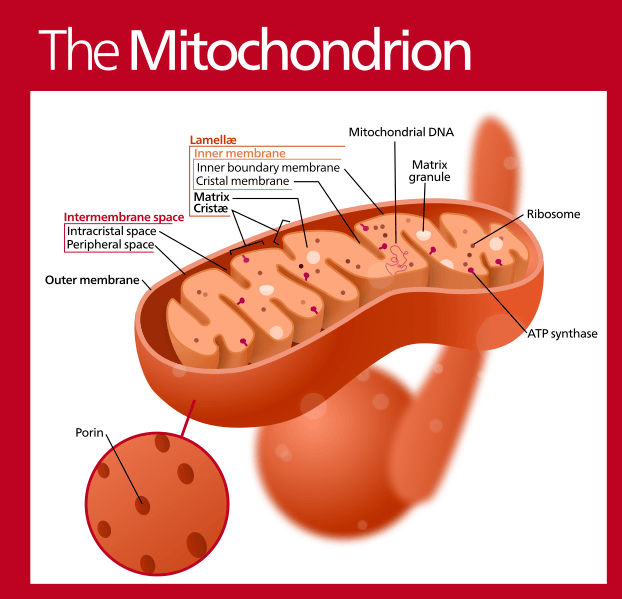 The mitochondrion contains two membranes separated by an intermembrane space. Located in the matrix is mitochondrial DNA.
