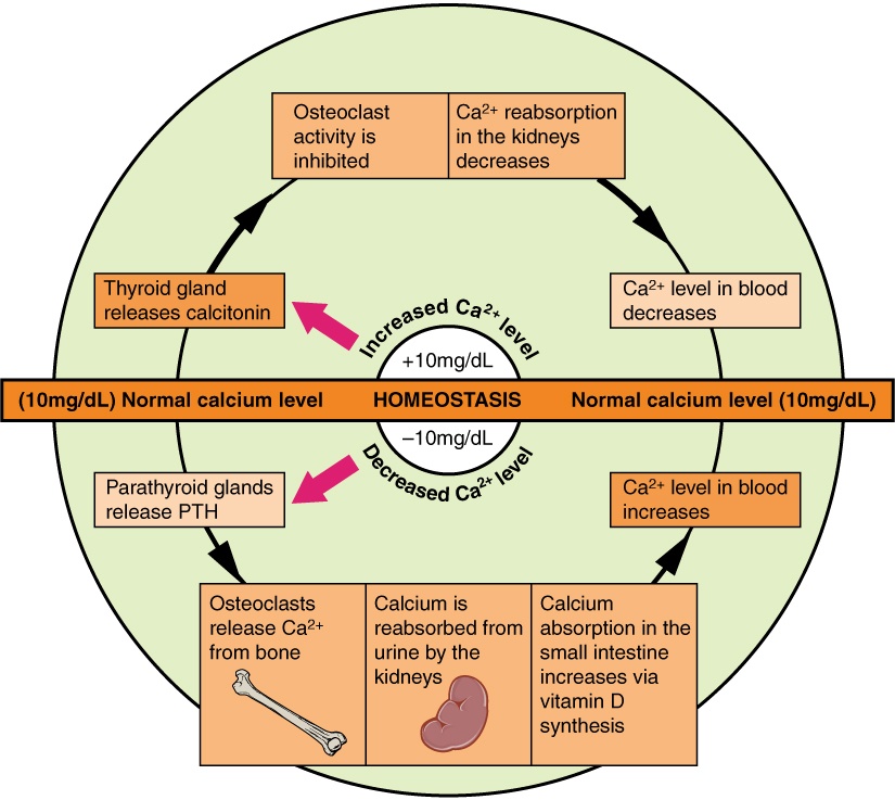 When the calcium ion concentration is too high, the thyroid gland releases calcitonin. This inhibits osteoclast activity and decreases the calcium ion reabsorption in the kidneys. The calcium ion level in the blood then decreases. On the other hand, if the calcium ion concentration is too low, then the parathyroid glands release PTH. This causes osteoclasts to release calcium from bone, calcium to be reabsorbed from urine in the kidneys, and calcium absorption in the small intestine to increase. The calcium levels in blood then increase.