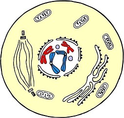 There are duplicated chromosomes, but they are contained within one nucleus. 