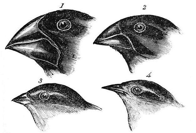 Four finch adaptations