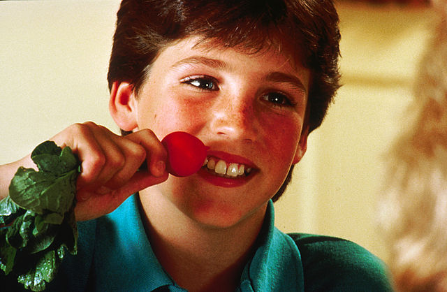 A young boy eats a radish.