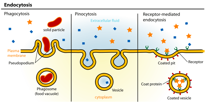 The three types of endocytosis are phagocytosis, pinocytosis, and receptor-mediated endocytosis.